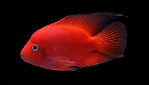red kingkong parrot fish aquarium