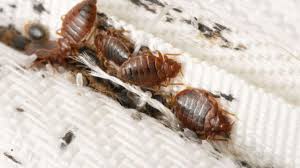 complete guide to bed bug traps 3