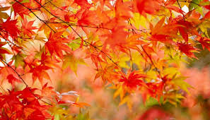 maple tree species and how they differ