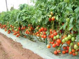 Varieties of Italian Tomato   Delicious Italy Study explains why tomatoes lose their flavour in the fridge   Technology    Science   CBC News