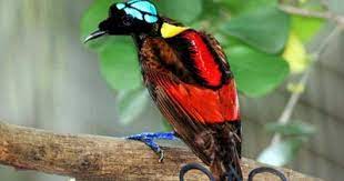 Most Beautiful Bird Of Paradise gambar png