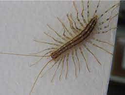 A Brief Essay On The House Centipede