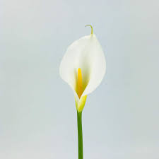 calla lily standard white whole