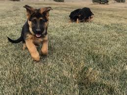 A large dog of a breed often used as guard dogs or guide dogs or for police work. Steinig Bergen German Shepherds Ft Collins Co Puppies For Sale Breeders