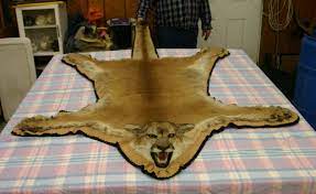 mountain lion rug