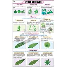 Nck Types Of Leaves Charts