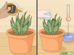 Care For A Sansevieria Or Snake Plant