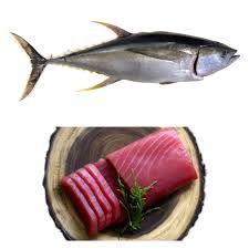 Frozen Yellowfin Tuna Hilo Fish Co