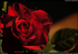 beautiful single red rose photos free