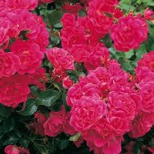 rose flower carpet pink pb 6 5 30 40