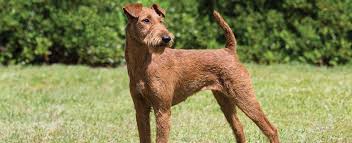 Purebred akc registered airedale terrier puppies from championship european bloodlines. Irish Terrier Dog Breed Profile Petfinder