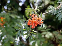 Терминът вечнозелено растение означава, че въпреки тихите цветни лехи, леко защитени от храсти или например до стената на къщата, осветени от. Firethorn Pyracantha Vechnozeleni Hrasti Rozi Rozocvetni Maloideae Golyam Pikist