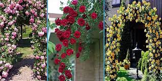 Complete Guide To Grow Climbing Roses