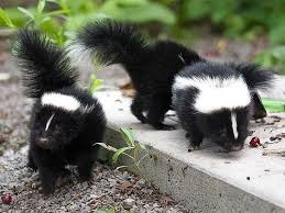 how to get rid of skunk smell off