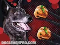 can-dogs-eat-scallops-or-shrimp