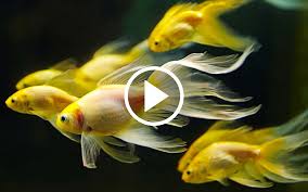 fish video live wallpaper for android