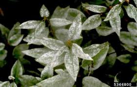 Check spelling or type a new query. White Powder On Lilac Leaves Prevent Lilac Powdery Mildew Fungus