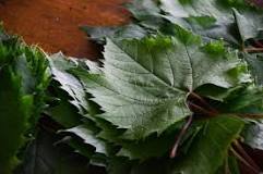 How do you know if grape leaves are edible?