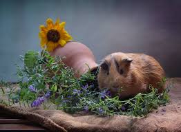 guinea pig wallpapers for mobile phone