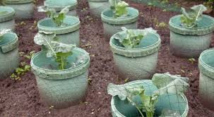 Growing A Garden In 5 Gallon Buckets