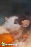 Do mice eat sweet potato?