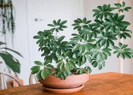 40 Best Indoor Plants In India