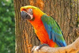 What hybrid is a shamrock? Catalina Macaw Facts Care As Pets Behavior Health Problems Price Pictures