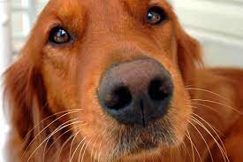discoid lupus erythematosus in dogs