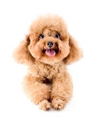 standard and toy poodle puppies for
