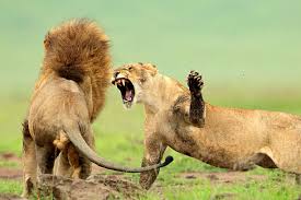Angry Lion Stock Photo - Download Image Now - Fighting, Lion - Feline,  Animals Mating - iStock