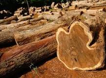 What is Teak Wood? | Garden Benches Blog