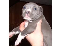 Prince pitbull puppies for sale i have two male and one female must go to the best of homes and kaba2021 lancaster, pa 17573. American Pit Bull Terrier Puppies For Sale