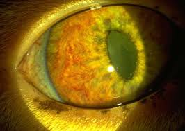In many cases it is the result of an underlying virus. Anterior Uvea Traumatic Uveitis In Cats Vetlexicon Felis From Vetstream Definitive Veterinary Intelligence