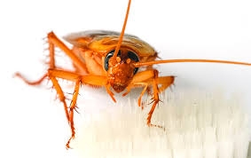 do roaches bite native pest