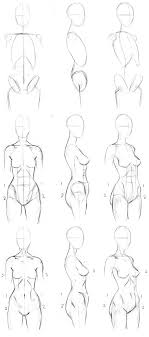 Female anatomy includes the external genitals, or the vulva, and the internal reproductive organs. Basic Female Torso Tutorial By Timflanagan On Deviantart