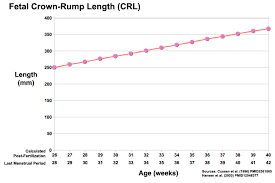 File Third Trimester Crown Rump Length Graph Jpg Embryology