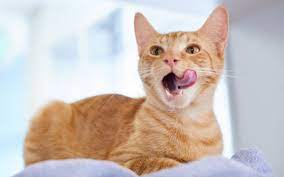 Waarom zijn de tongen van katten ruw?