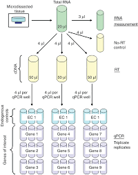 Rt Pcr From Microdissected Tissue Process Flowchart