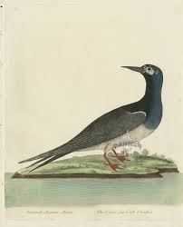 Albin The Lesser Sea Cock Swallow from Vintage Bird Prints of Water Rail,  Ganser, Sea Swallow, Cormorant 1731