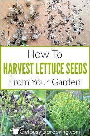 how to harvest save lettuce seeds