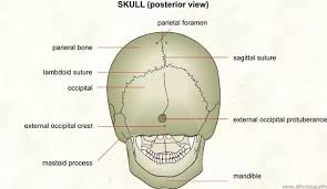 The 22nd bone is the mandible (lower jaw), which is the only moveable bone of the skull. I Can Feel A Little Mass Protruding Out When I Touch The Back Of My Skull On Both Sides Of The Hemispheres Is This A Tumor Quora