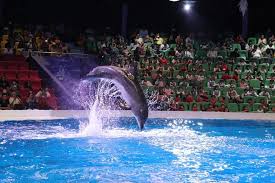 dubai dolphin and seal show tickets