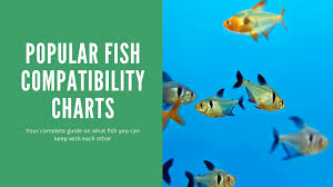 freshwater fish compatibility chart
