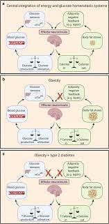 brain control of blood glucose levels