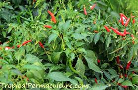 Growing Chillies How To Grow Chili Peppers From Seed