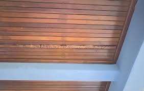 termite damage in ceilings drywall