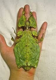 giant leaf insect found in msia
