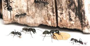 home remes to get rid of sugar ants