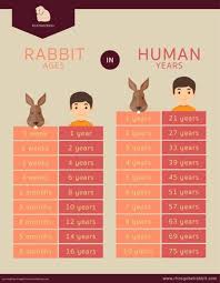 How Old Is Your Pet Rabbit Rabbit Rescue Sanctuary