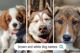 101 brown and white dog names boy and